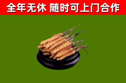 城步县回收冬虫夏草