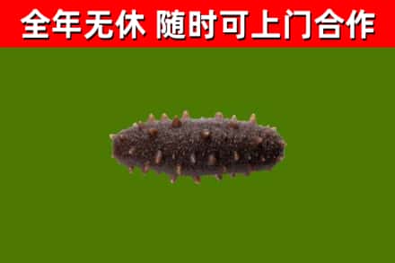 城步县回收海参干